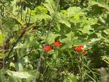 Crex Meadows: Burnett County, Wisconsin.