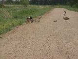 Crex Meadows: Burnett County, Wisconsin.