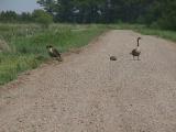 Crex Meadows: Burnett County, Wisconsin.