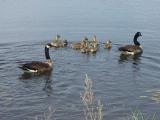 Crex Meadows: Burnett County, Wisconsin.