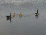 Crex Meadows: Burnett County, Wisconsin.