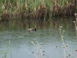 Crex Meadows: Burnett County, Wisconsin.