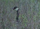 Crex Meadows: Burnett County, Wisconsin.